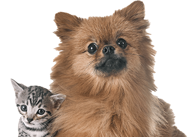 げんきナンバーわんスリム ペット ファミリー損保 ペット保険の資料請求 オンライン申込み