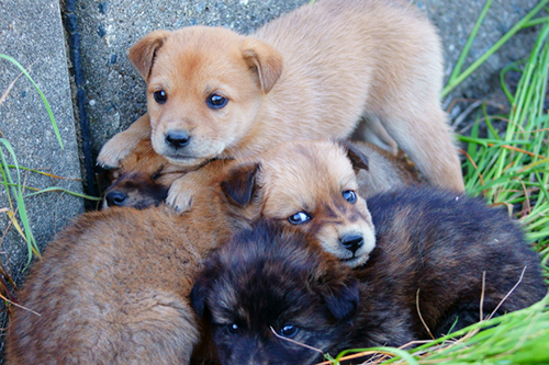 保護した 拾った犬や猫を飼うために必要な手続き 予防接種 健康診断 保険スクエアbang ペット保険