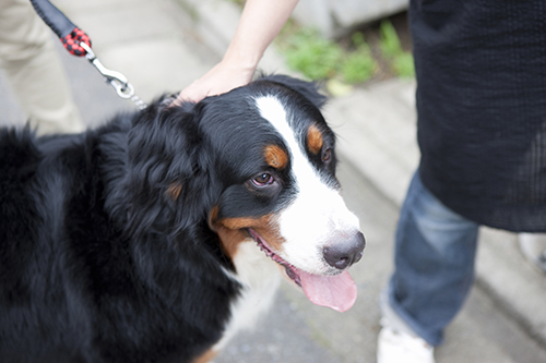 成犬 老犬がかかりやすい病気について知っておく 保険スクエアbang ペット保険