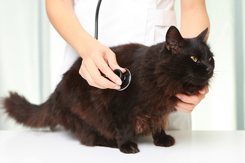 猫の身体 行動の異常と考えられる病気 保険スクエアbang ペット保険