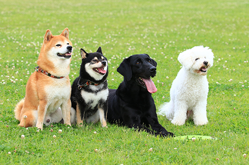 犬の体型 特徴別に見るかかりやすい病気 保険スクエアbang ペット保険
