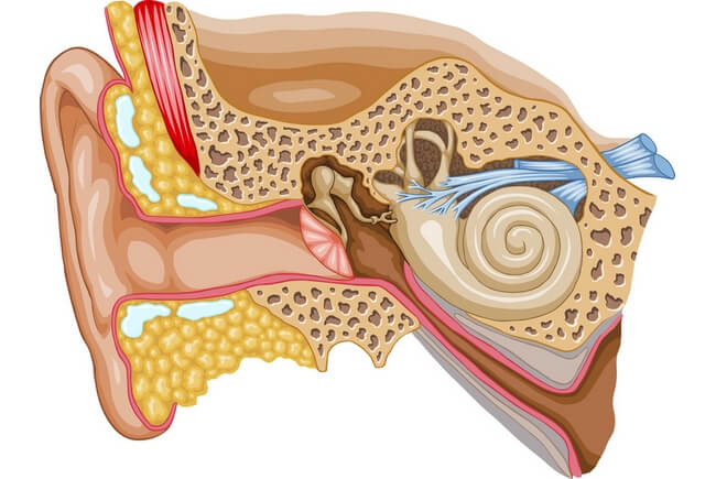 耳の構造と それぞれの役割とは シニアのあんしん相談室 補聴器案内