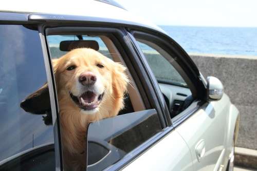 ペットとのドライブを安全 快適に 車内で役立つ便利グッズと飼い主に必要な心構え ズバット 車買取
