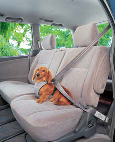 ペットとのドライブを安全 快適に 車内で役立つ便利グッズと飼い主に必要な心構え ズバット 車買取